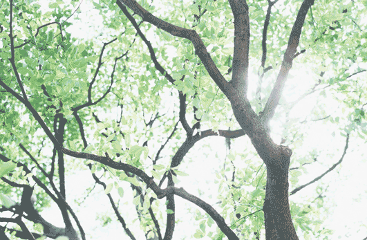 一般財団法人 中川久定記念基金